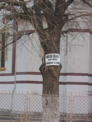 Minunea din curtea Bisericii Adormirea Maicii Domnului