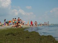 Explozie de alge in Costinesti si Olimp