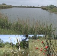 Podul rutier din Port, fara avize de mediu