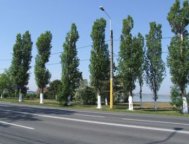 Manole nu raspunde de copacii ucigasi