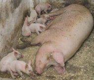 Focarele de pesta amana exporturile de carne