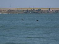 Siutghiol, bastardul Constantei