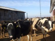 In 2008, Guvernul finanteaza asociatiile agricole