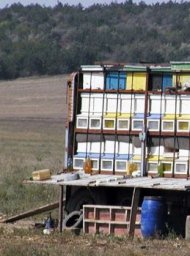 Apicultura este sprijinita de comunitatea europeana