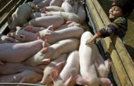 Crescatorii de porci pot fi amendati