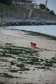 Dezastru ecologic pe plaja Mangalia