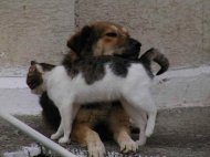 Fotoreportaj Necuvantatoarele care ne fac viata frumoasa