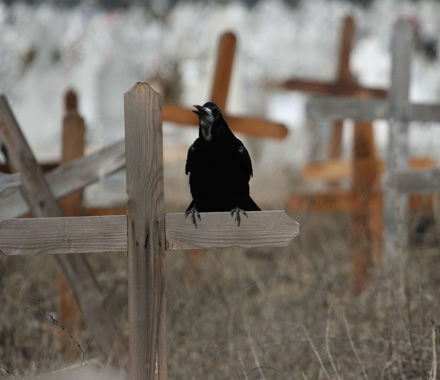 CAP_2_cimitir_viile_noi_cruci_ciori_30.jpg