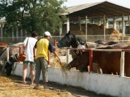„Nu poti sa strigi la turist «Fereste, ca trece caruta!»\