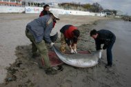 Sapte delfini morti in sudul litoralului (galerie foto)