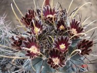 IN PREMIERA LA MANGALIA, EXPOZITIE DE CACTUSI (galerie foto)