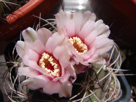 cactus1.jpg cactus1.jpg
