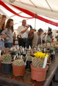 Expozitie de cactusi in Portul Turistic Mangalia (galerie foto)