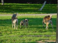 Constanta, oras al cainilor vagabonzi