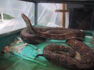 Expozitie de reptile, amendata cu 2.000 lei