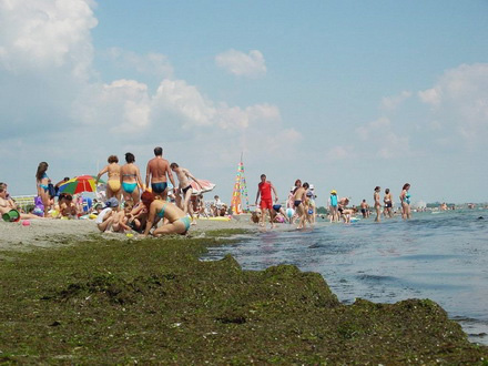 mamaia_plaja_alge1.jpg