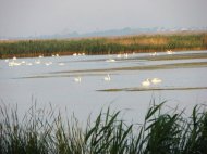 Saptamana curateniei in Rezervatia Biosferei Delta Dunarii