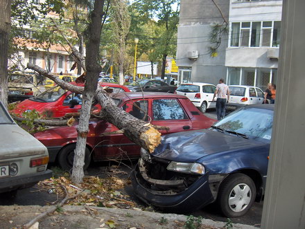 copaci.jpg copaci.jpg