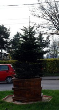 Mangalia, decorata de sarbatori (galerie foto)