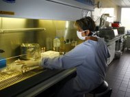 Gripa noua, dar si bolile de sezon, in regres