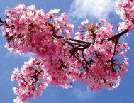 Meteorologii au anuntat temperaturi de primavara pana la sfarsitul saptamanii