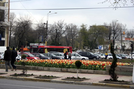 flori.jpg