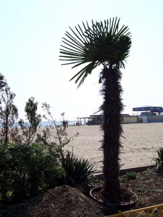 mamaia_palmieri.jpg