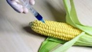 Porumbul modificat genetic, cultivat si in Romania, este toxic pentru organele interne
