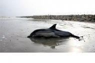 Au salvat un delfin (galerie foto)