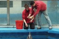 Spectacolele de la Delfinariu vor fi reluate de trei delfini din China (galerie foto)