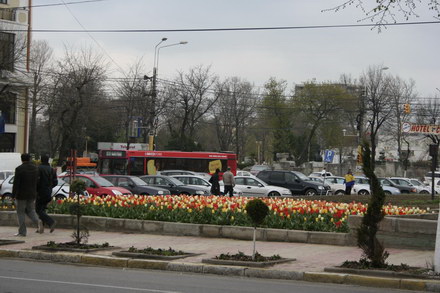 licitatii_primarie_-_flori.jpg