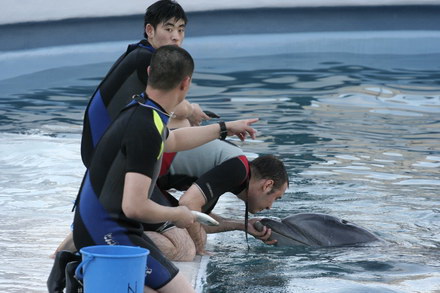 delfini.jpg