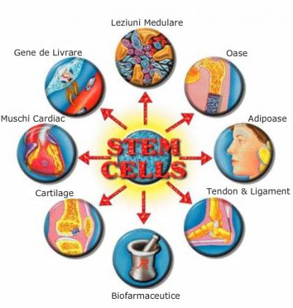 boli-tratate-cu-celule-stem.jpg