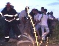 Constanta. O iapa gestanta a fost salvata dintr-un put dupa trei ore de incercari (video)