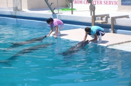 p7-delfinariu_delfini_04.jpg