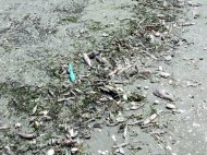 Mor pestii din Marea Neagra