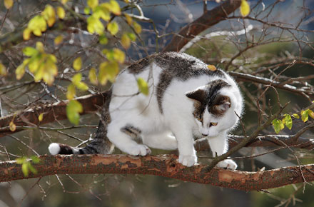 kittie.jpg kittie.jpg