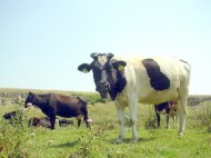 Producatorii de lapte pot depune solicitari de sprijin pana la 31 august