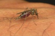 Şapte cazuri de infectare cu virusul West Nile, unul este din Constanţa