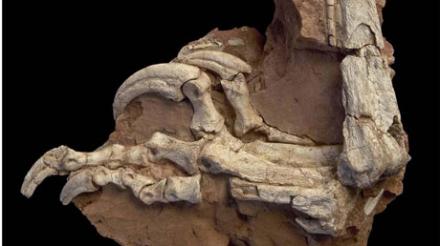 balaur_bondoc_73556100.jpg