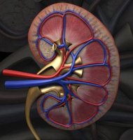 Cercetătorii au creat rinichiul artificial