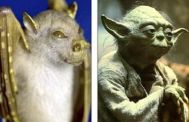 Adevăratul Yoda trăieşte în Papua Noua Guinee (galerie foto)