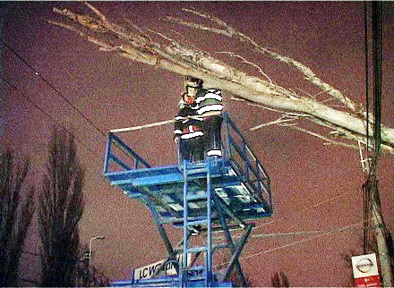 copac_cazut_3.jpg
