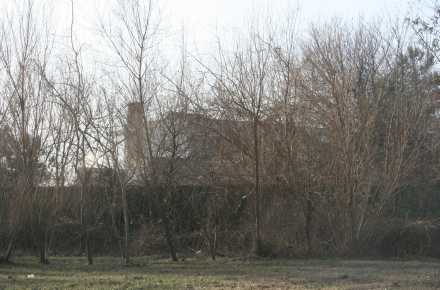 gasca_mazare_01.jpg