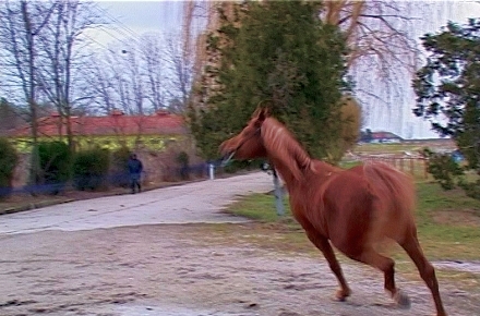 Herghelie_Mangalia_1.jpg Herghelie_Mangalia_1.jpg