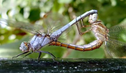 dragonfly.jpg