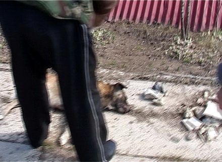 caine_impuscat_1.jpg caine_impuscat_1.jpg