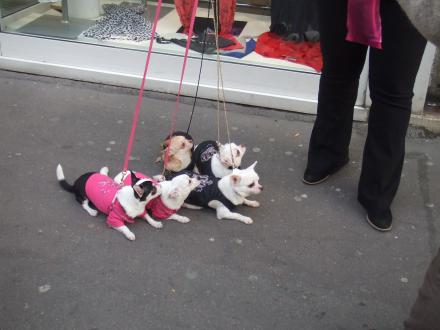 dog-fashion-paris.jpg