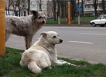 Poluare_RAHAT_2.jpg Poluare_RAHAT_2.jpg