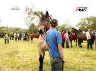 Herghelia supravietuieste (video)